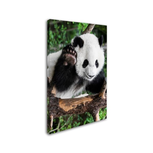 Philippe Hugonnard 'Giant Panda V' Canvas Art,16x24